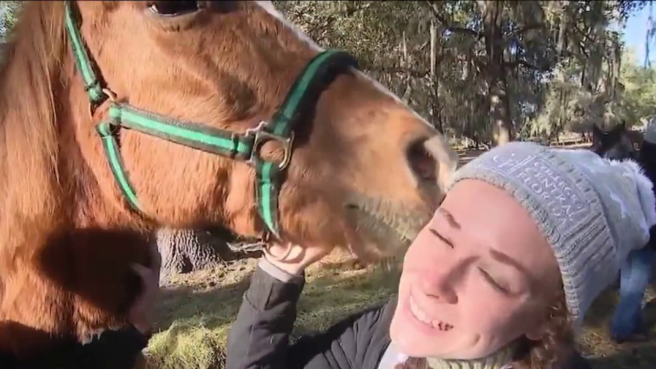 Ocala rescue hosting 'hug a horse' event for rehabilitated animals