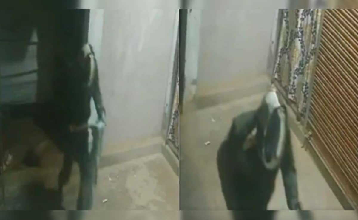 Thief tries to cover CCTV, gets caught on camera in Uttar Pradesh ...