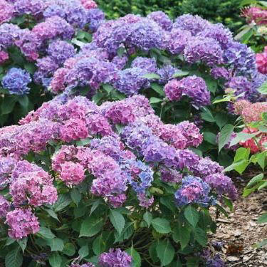 Discover why Bridgerton is filled with white hydrangeas: Historic symbolism