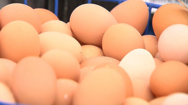 AA1VCfyi Northern Colorado Egg Farm Faces Avian Flu Outbreak with 1.33 Million Chickens