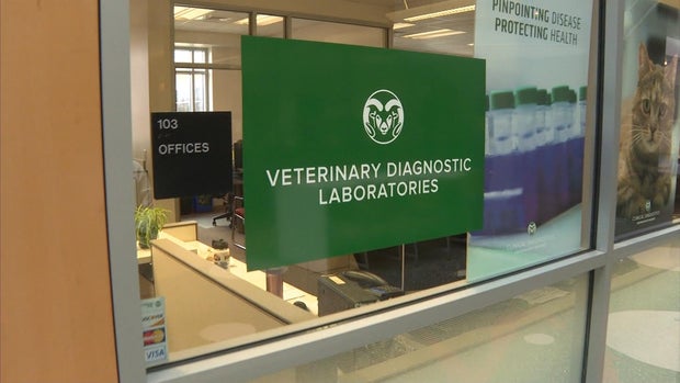 AA1VCnjD Northern Colorado Egg Farm Faces Avian Flu Outbreak with 1.33 Million Chickens