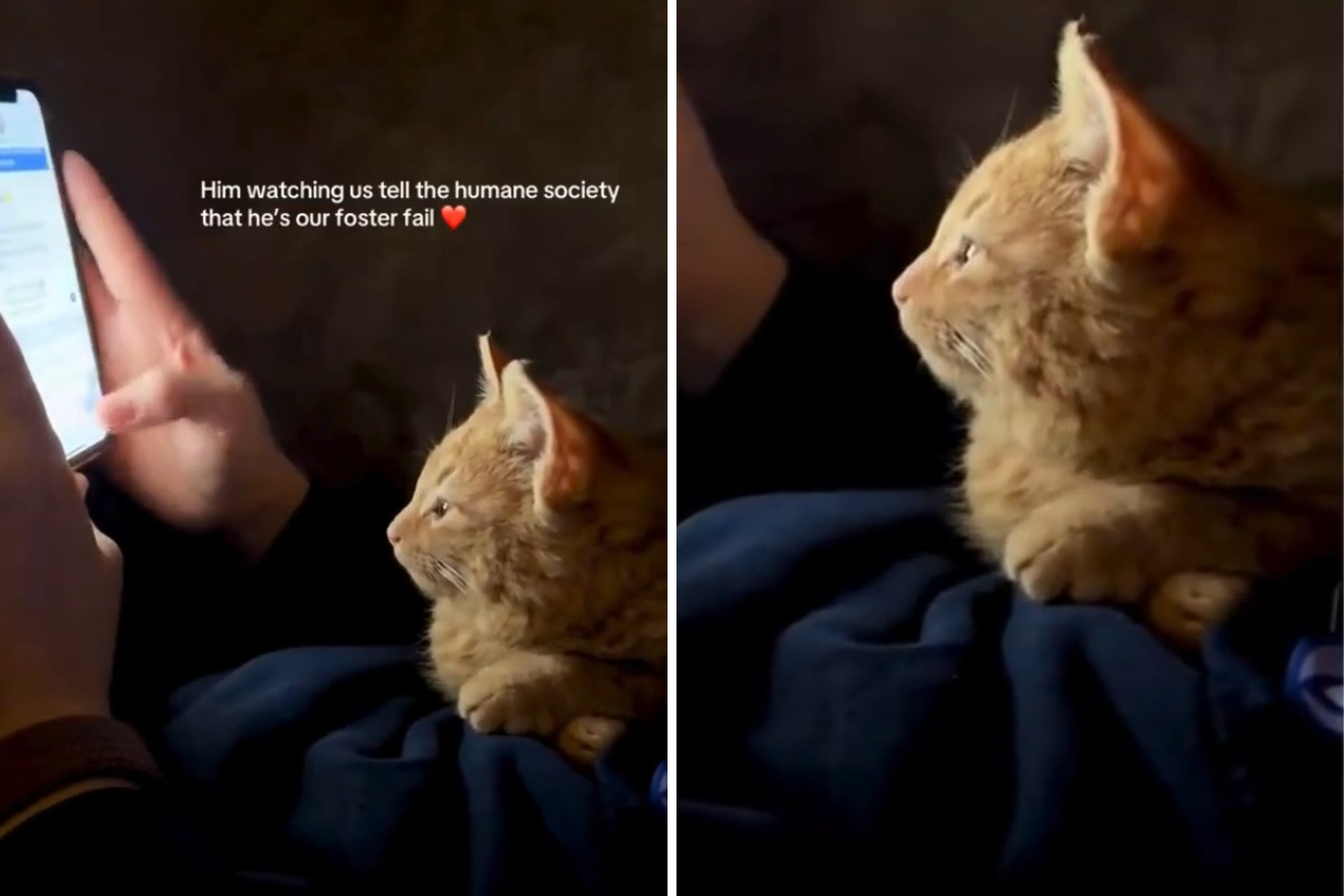 Cat’s reaction as new owner admits they’re a foster fail melts hearts