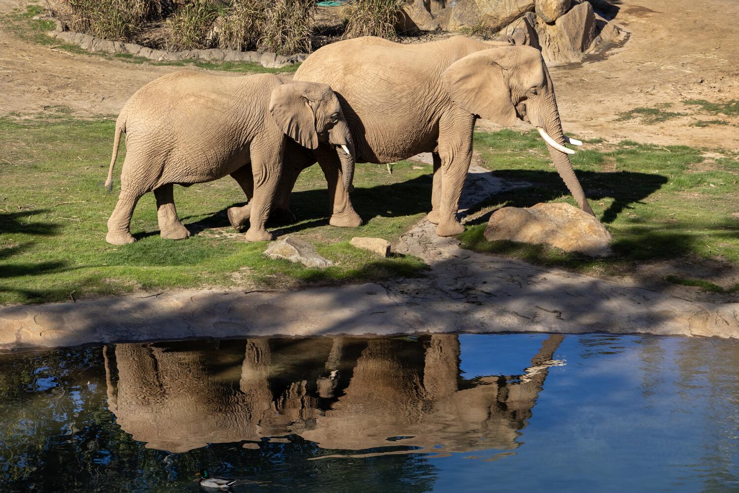 AA1VDKOa So Close You Can See Elephant Eyelashes? Welcome to San Diego's Elephant Valley