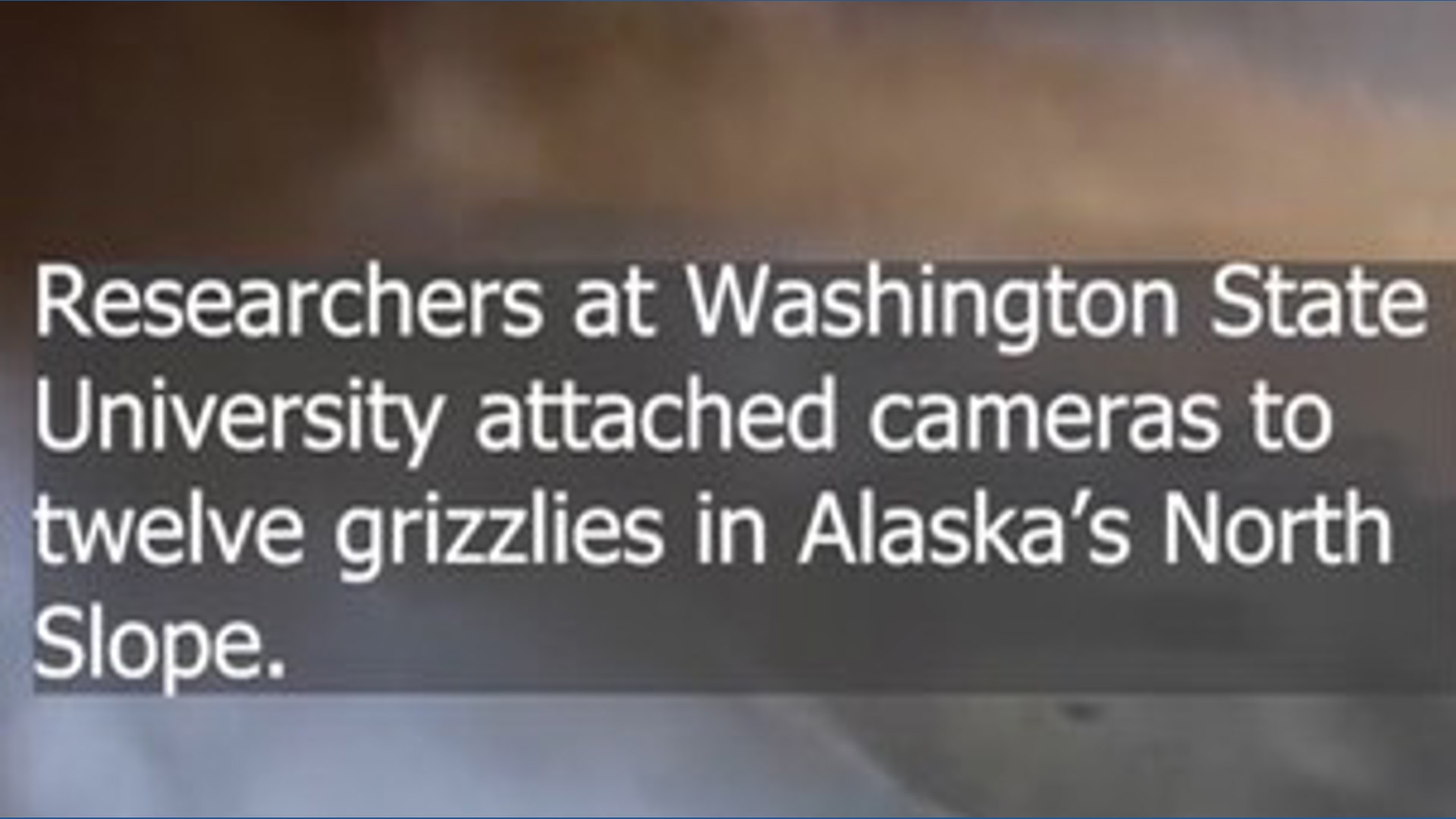 Grizzly bear camera