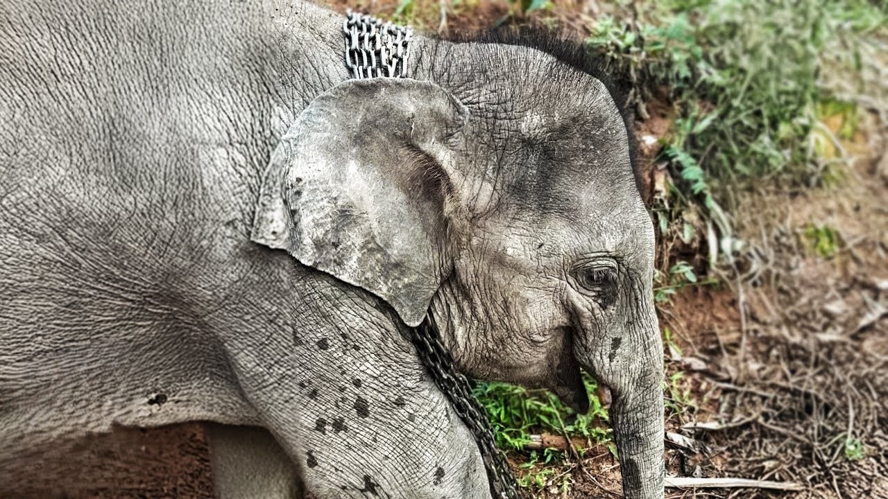 Baby elephant spent his life in chains - until one man freed him
