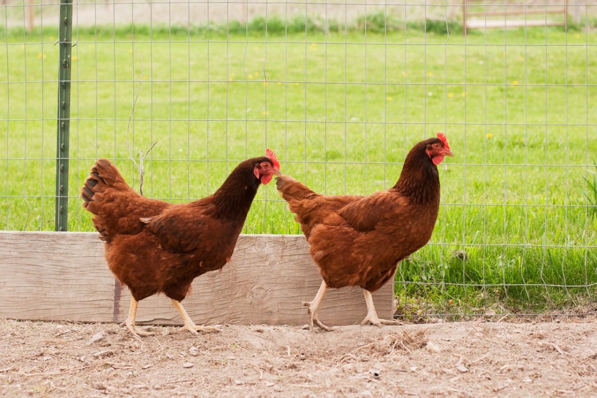 AA1VDV96 Top 5 Chicken Experts Share Egg-Laying Secrets