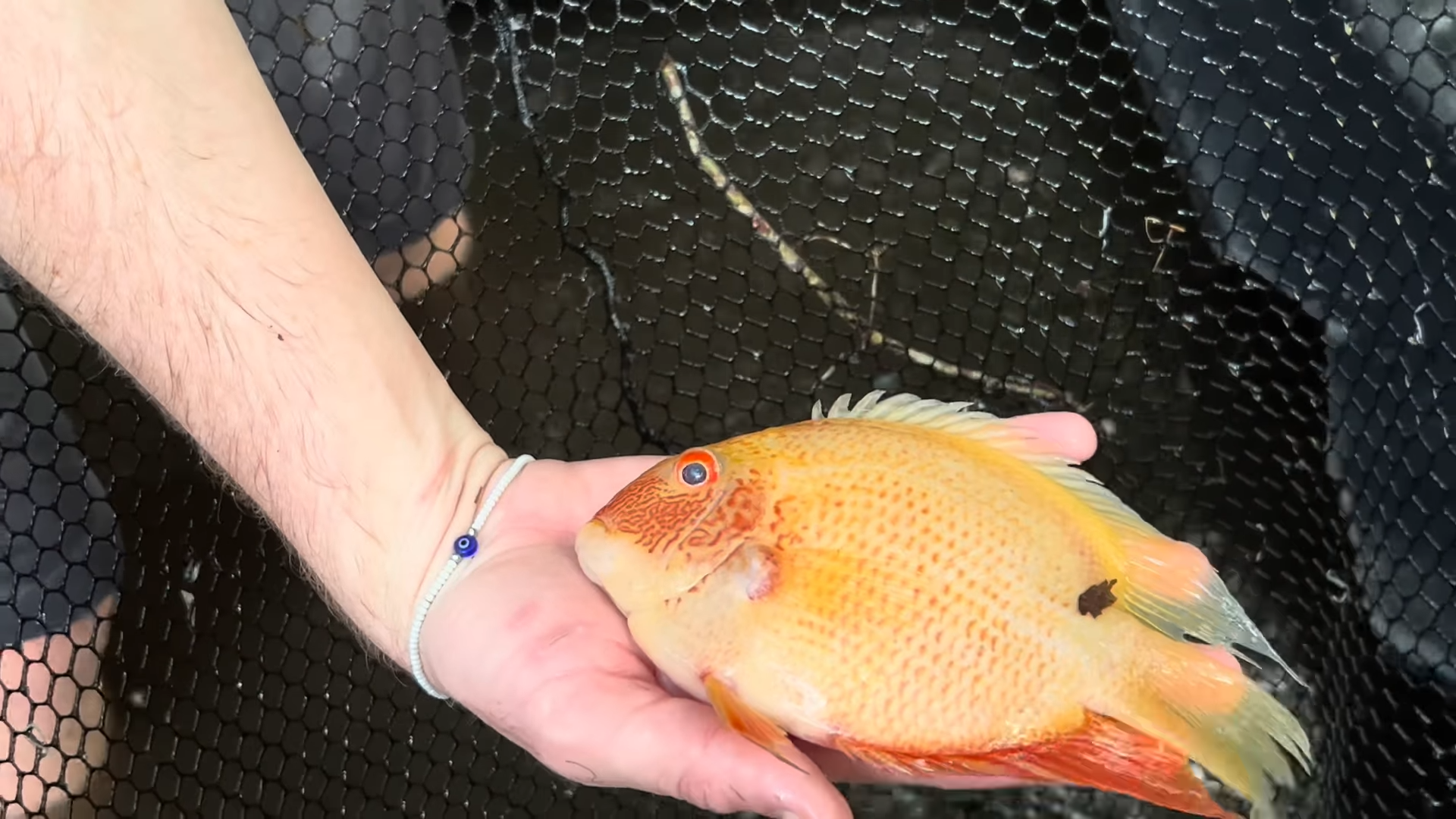 These fish should not have been in this tub and the reveal was insane