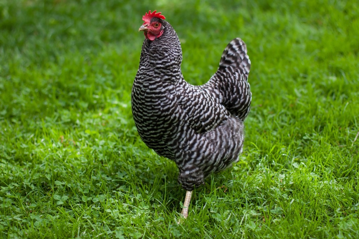 AA1VDXOy Top 5 Chicken Experts Share Egg-Laying Secrets