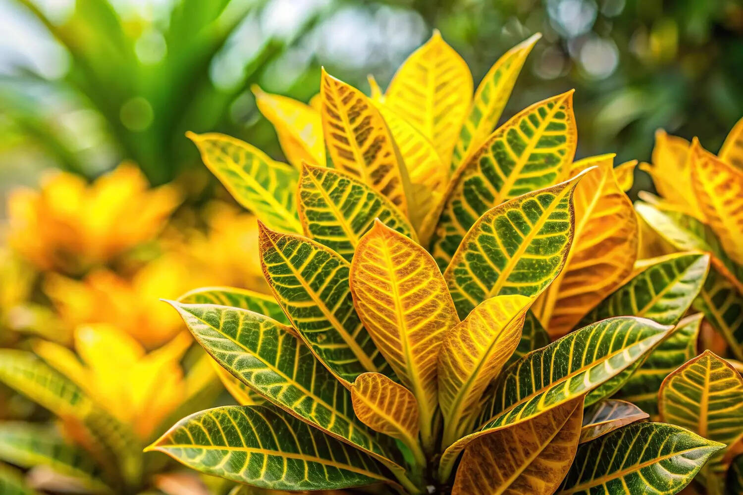 Cool Review About Yellow Leaf Plants