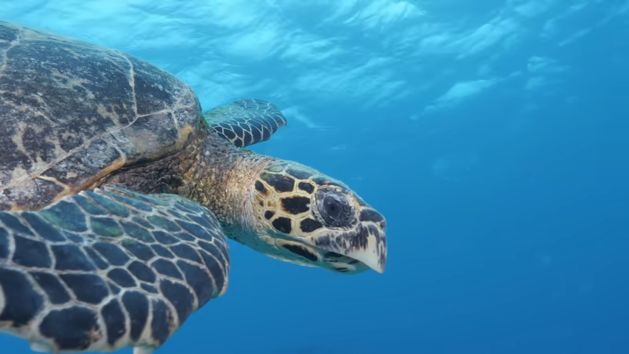 How evolution set sea turtles up for disaster