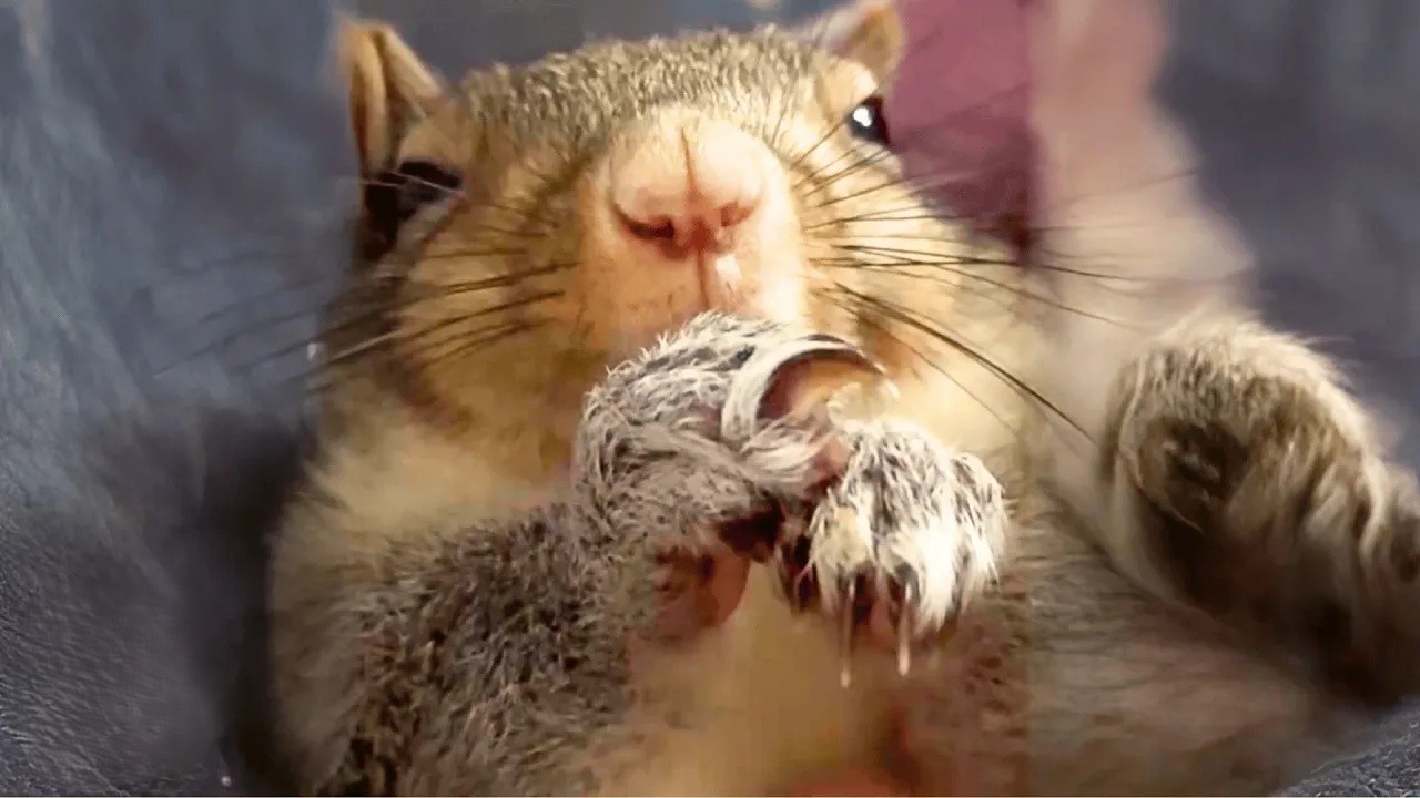 She found a crying baby squirrel in her yard and he never left her side ...