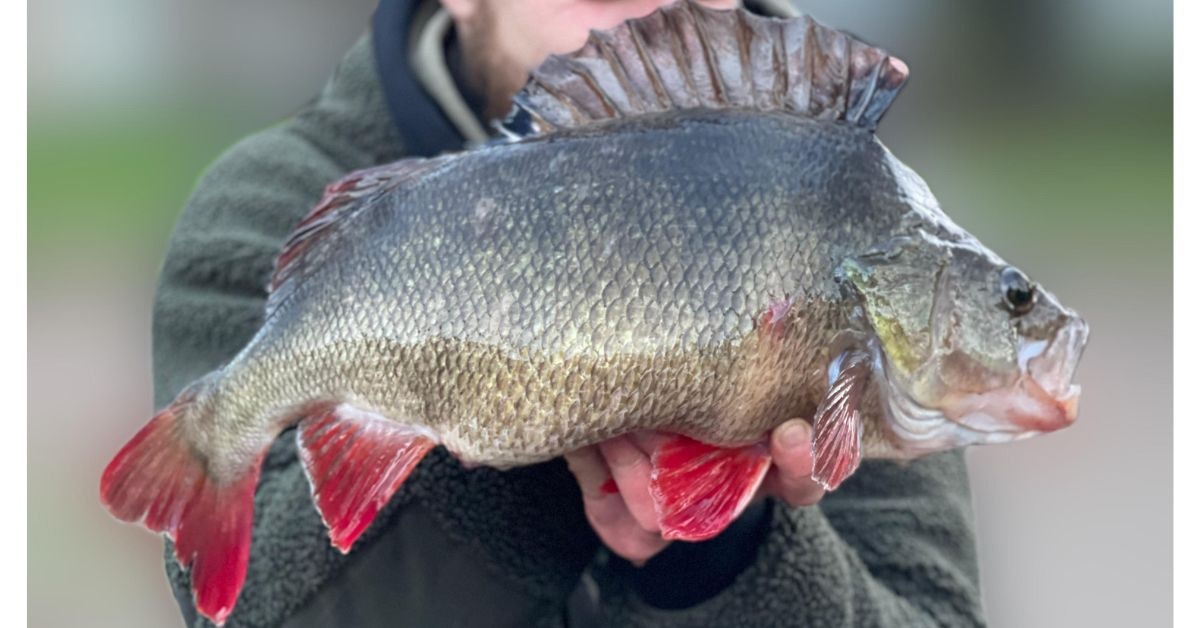 One last cast on frozen river produces giant perch