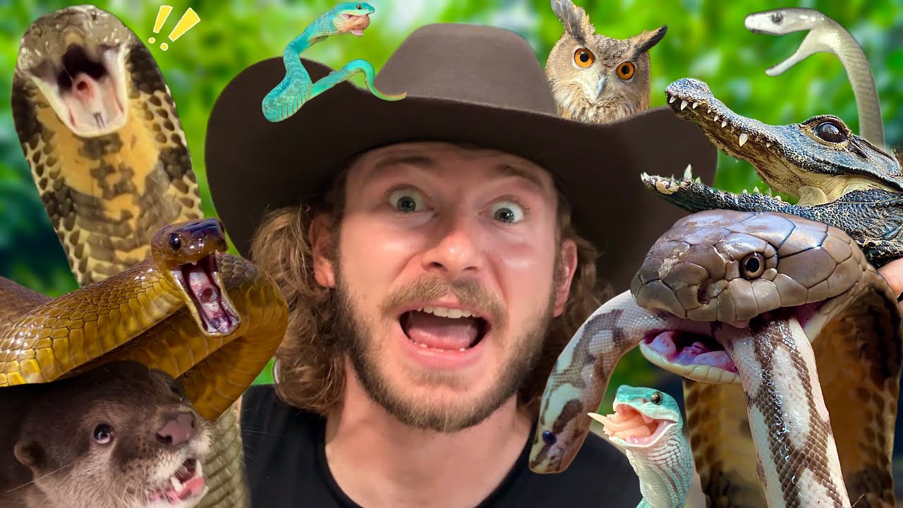 Image showcasing Feeding venomous snakes!