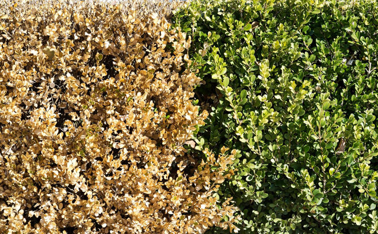 Why boxwood turns brown at the end of winter (and what actually helps)