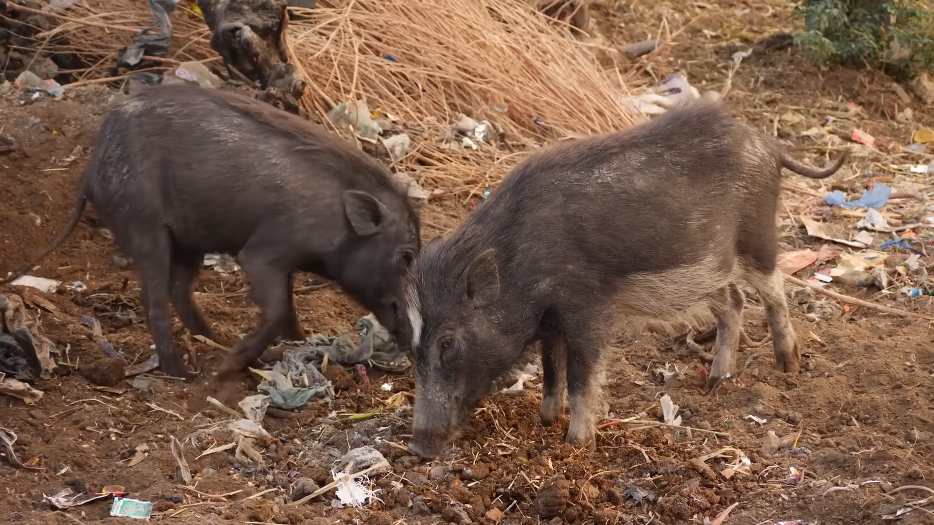 Why pork became one of religion’s biggest taboos