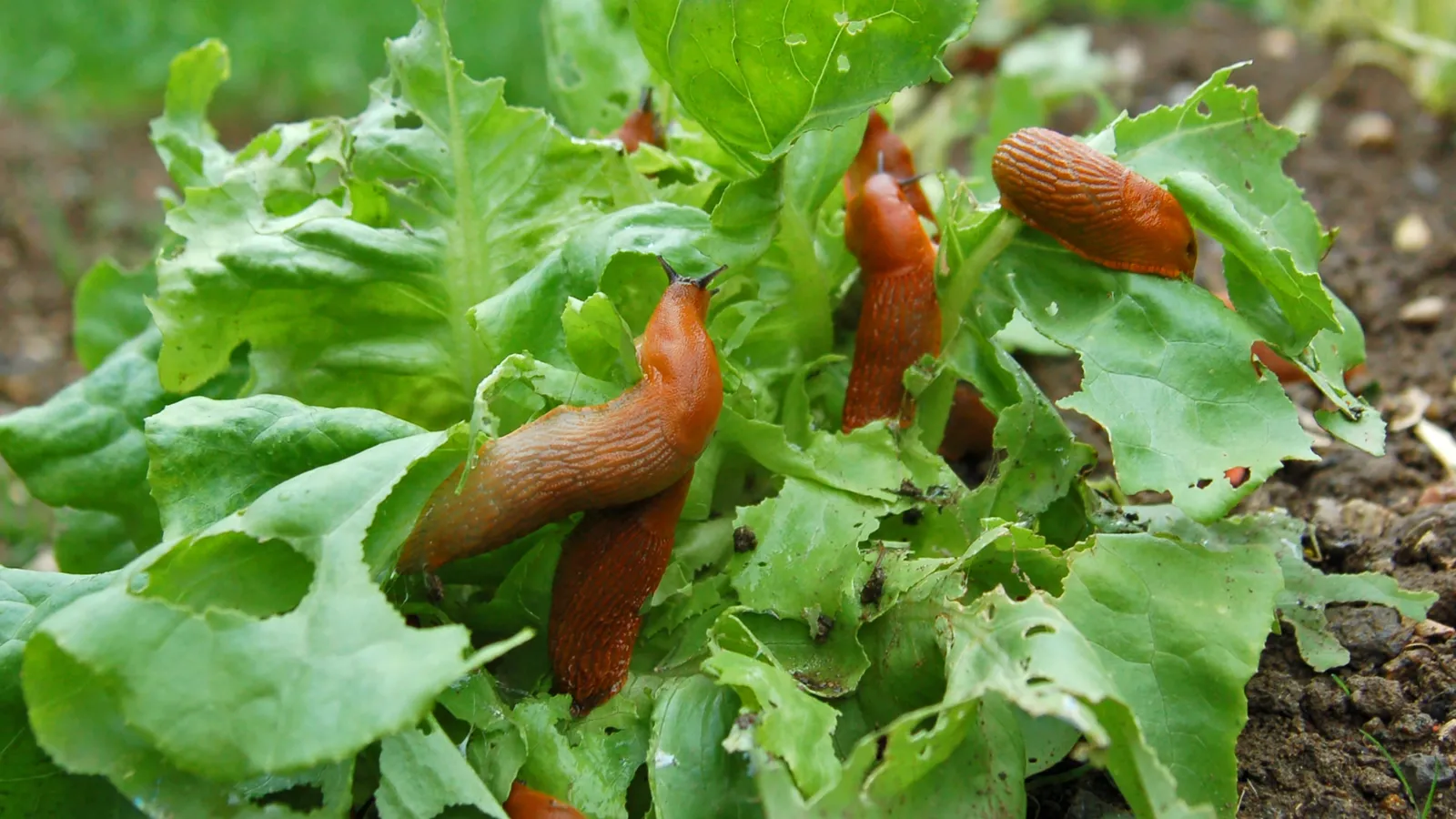 Why slugs appear in kitchens and how to stop them