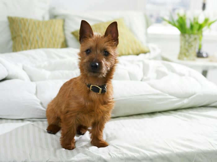 “Veterinarians, What Are The Funniest Pet Names You’ve Had Come Into Your Clinic?” (65 Stories)