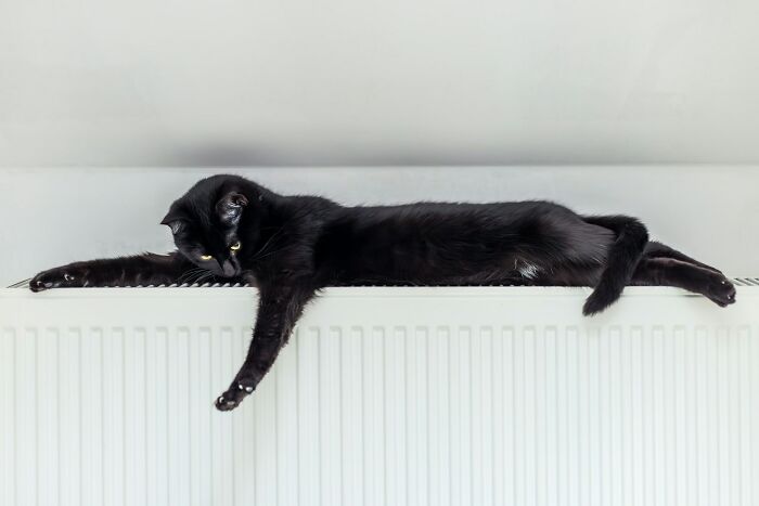“Veterinarians, What Are The Funniest Pet Names You’ve Had Come Into Your Clinic?” (65 Stories)