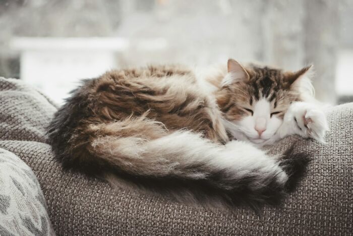 “Veterinarians, What Are The Funniest Pet Names You’ve Had Come Into Your Clinic?” (65 Stories)