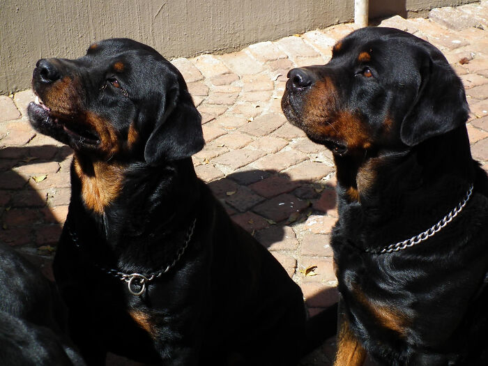 “Veterinarians, What Are The Funniest Pet Names You’ve Had Come Into Your Clinic?” (65 Stories)