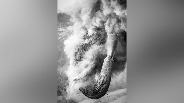 The split-second moment a bull elephant explodes in dust, this amazing ...