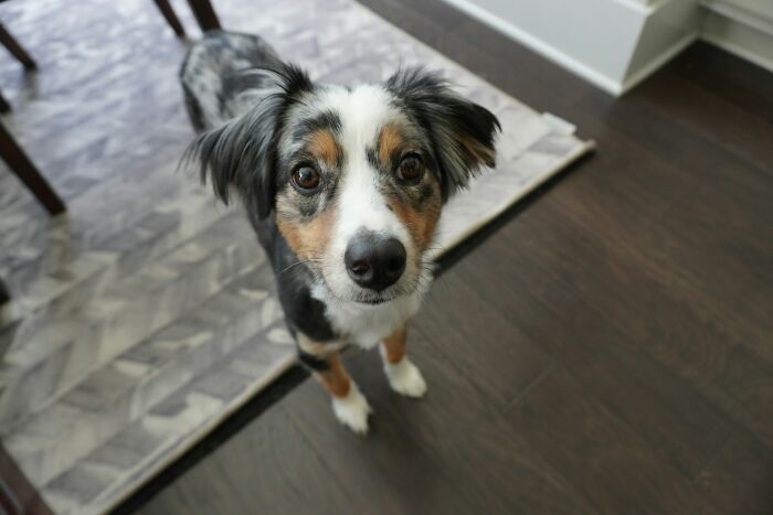 “Veterinarians, What Are The Funniest Pet Names You’ve Had Come Into Your Clinic?” (65 Stories)
