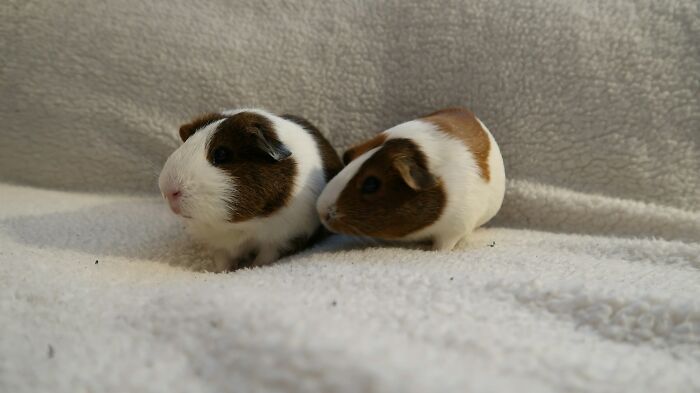 “Veterinarians, What Are The Funniest Pet Names You’ve Had Come Into Your Clinic?” (65 Stories)