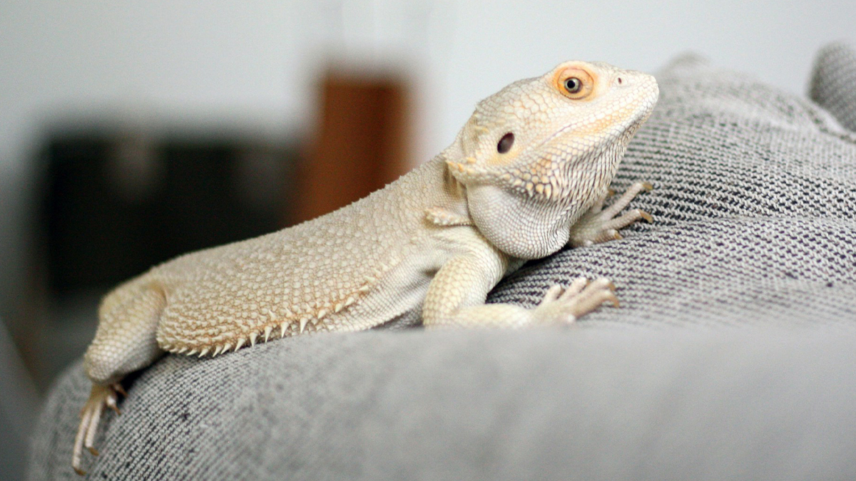 “Veterinarians, What Are The Funniest Pet Names You’ve Had Come Into Your Clinic?” (65 Stories)