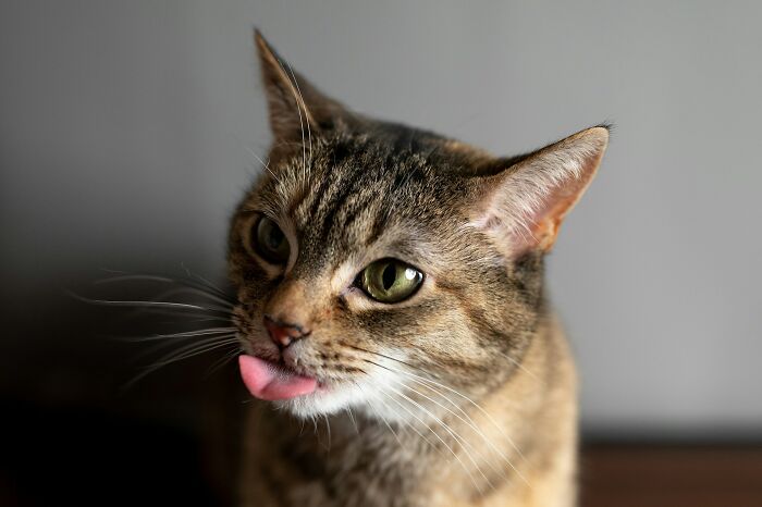 “Veterinarians, What Are The Funniest Pet Names You’ve Had Come Into Your Clinic?” (65 Stories)