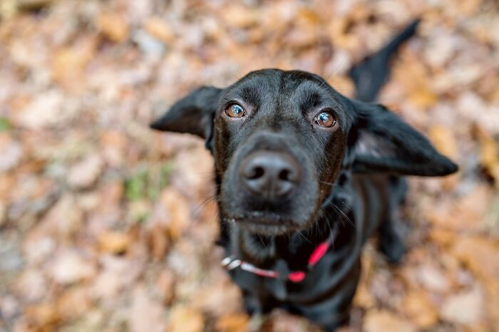 “Veterinarians, What Are The Funniest Pet Names You’ve Had Come Into Your Clinic?” (65 Stories)