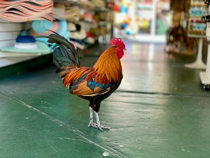 “Veterinarians, What Are The Funniest Pet Names You’ve Had Come Into Your Clinic?” (65 Stories)