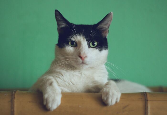 “Veterinarians, What Are The Funniest Pet Names You’ve Had Come Into Your Clinic?” (65 Stories)