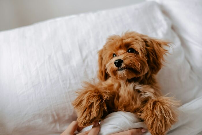 “Veterinarians, What Are The Funniest Pet Names You’ve Had Come Into Your Clinic?” (65 Stories)