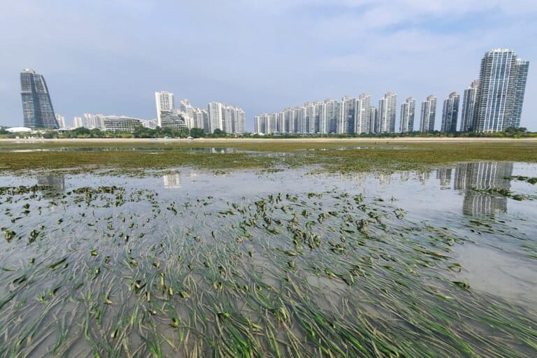 Seagrass restoration in Malaysia finds multi-species approach boosts ...