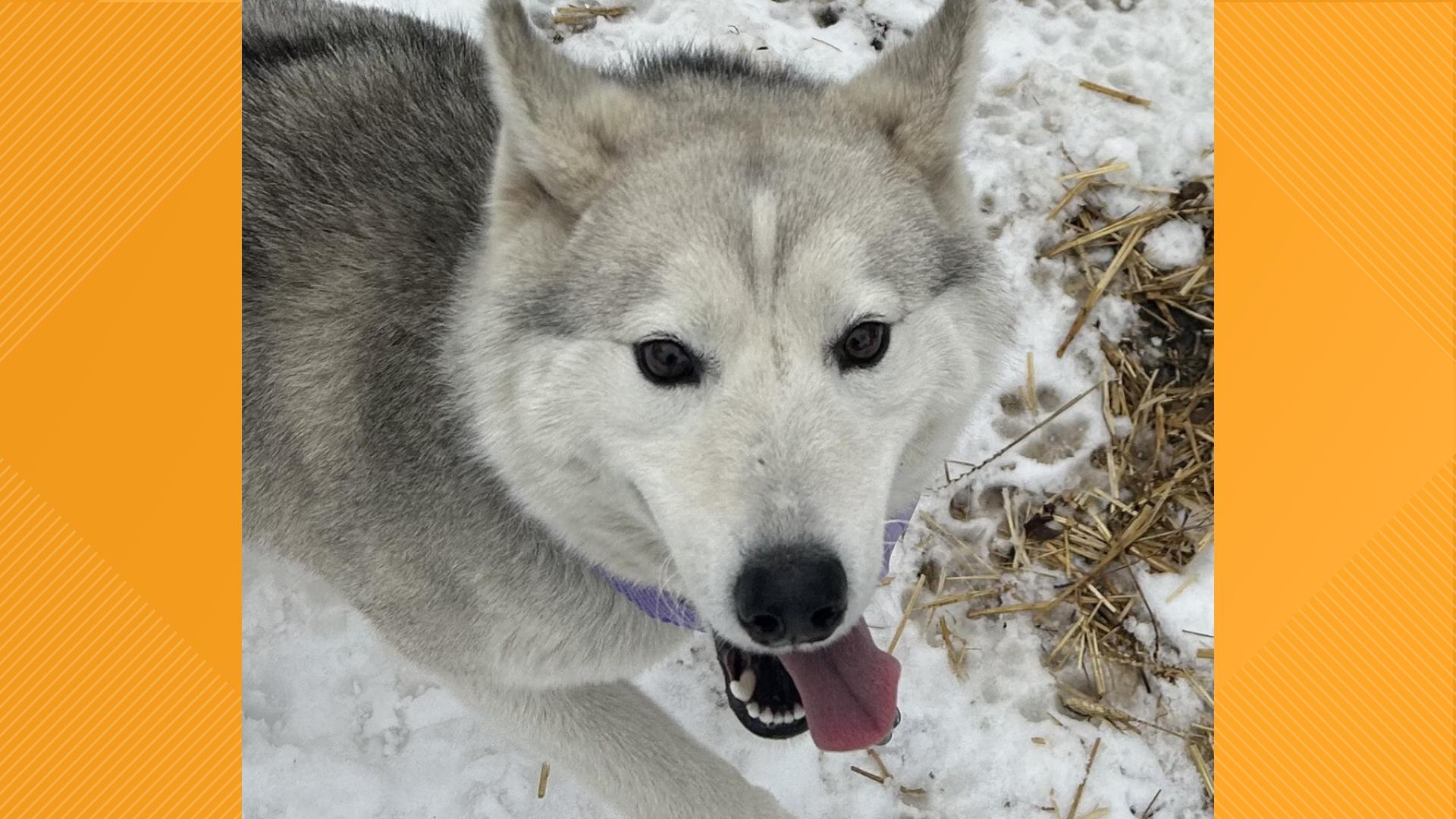 Furry friends | Meet Vada, the dog