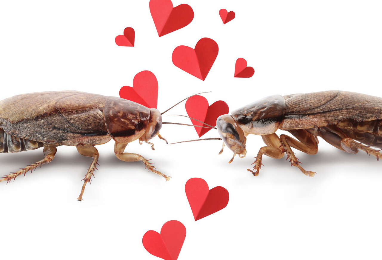 AA1VEeV3 Call a Roach Your Valentine at Houston's 'Endless Love' Exhibit