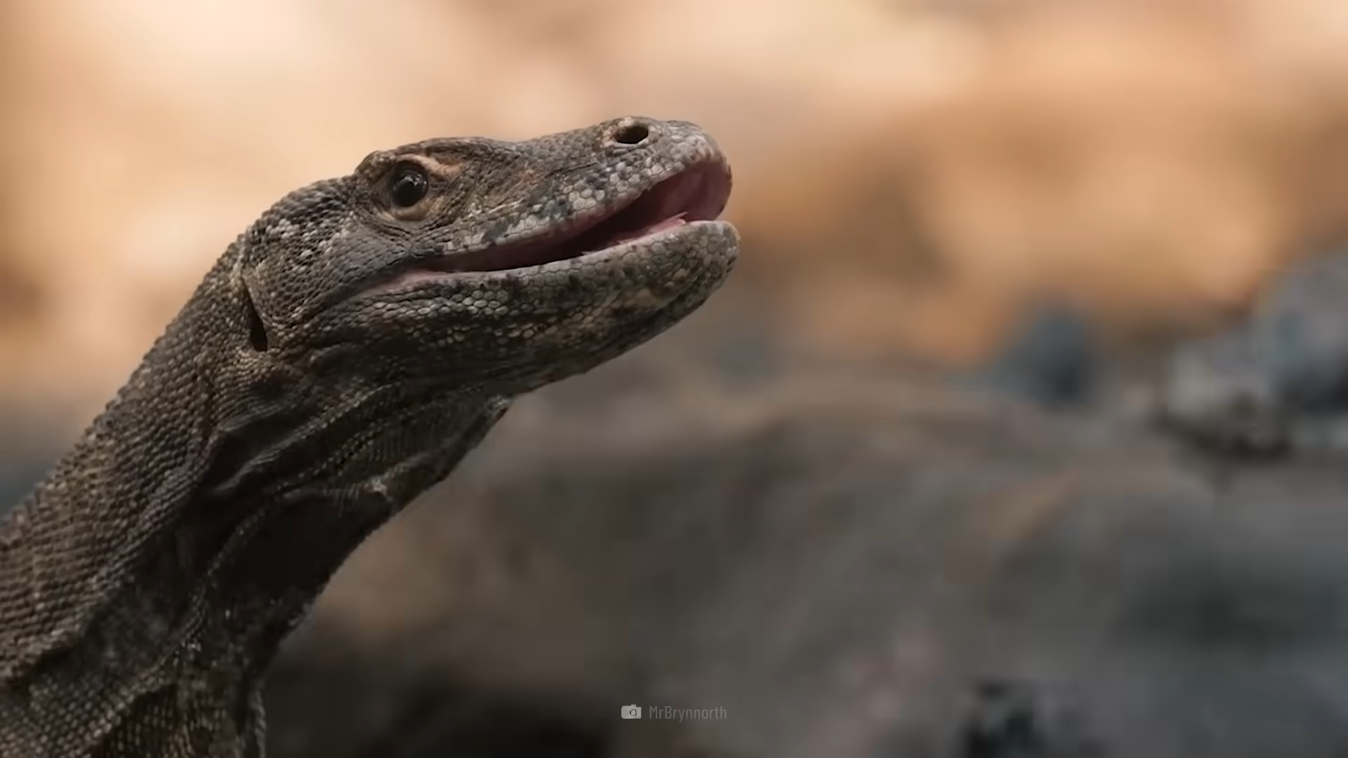 Cómo correr en zigzag salvó vidas frente a un dragón de Komodo