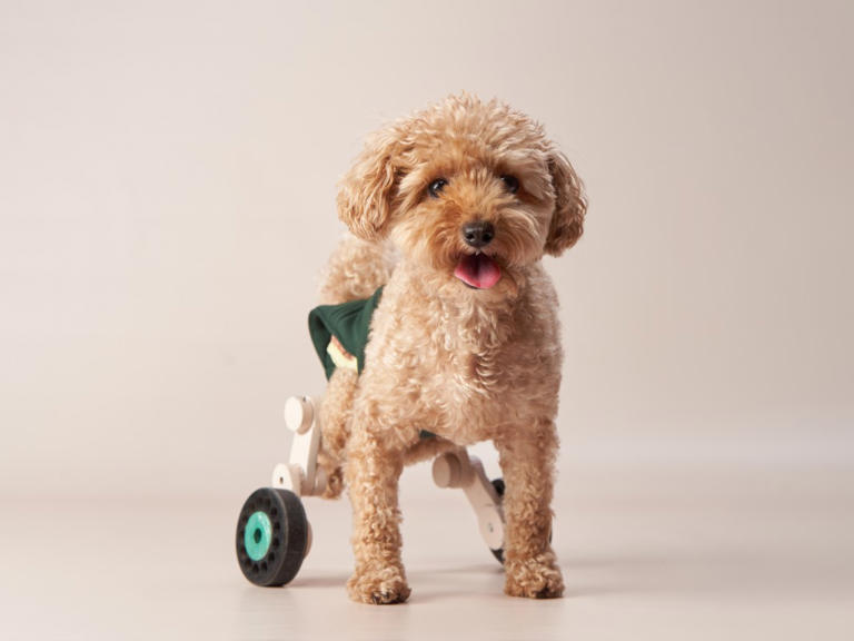 Brave little Maltipoo explores the woods in his wheelchair—and viewers ...