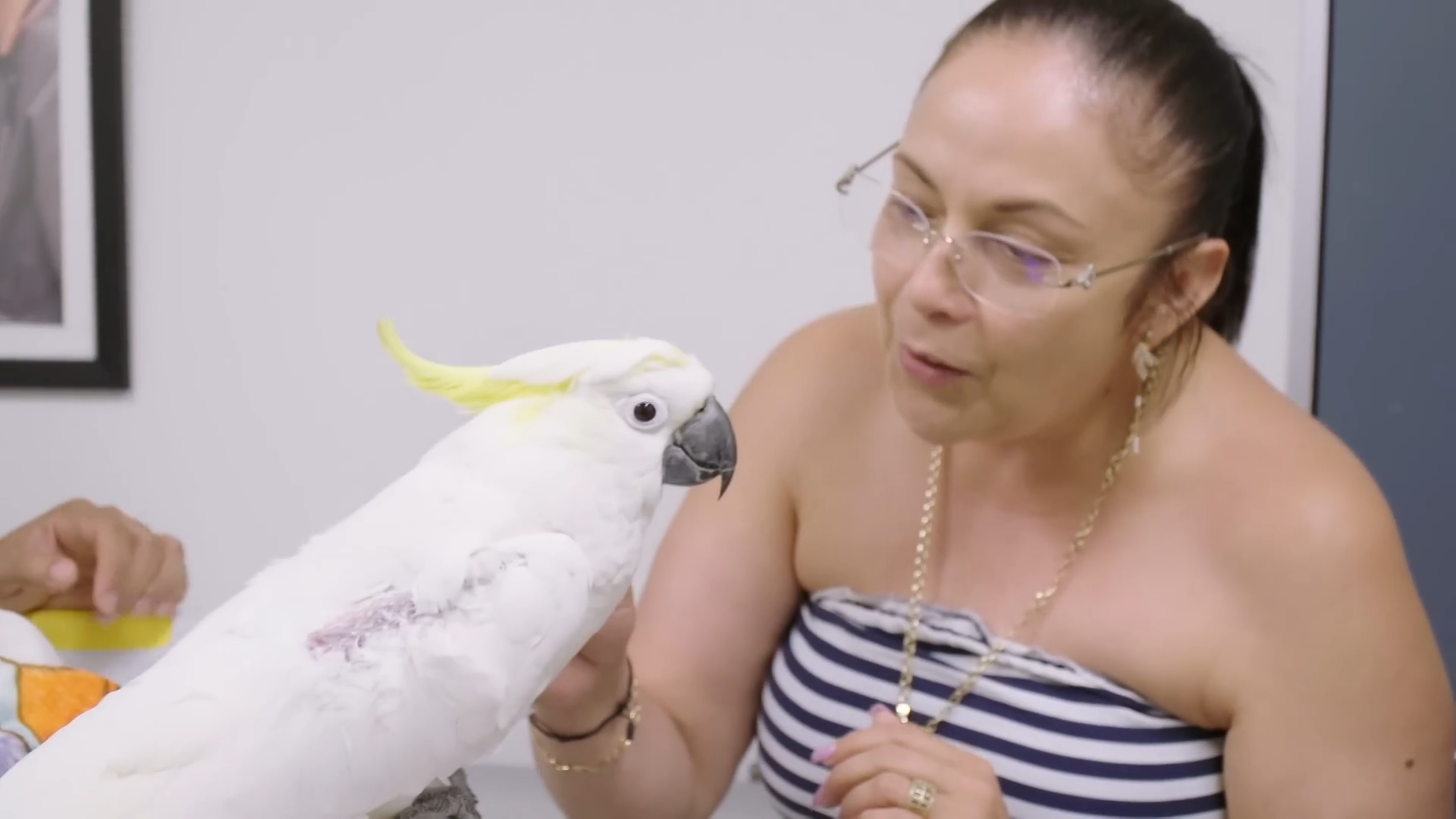 Stressed bird starts plucking his feathers until one vet finally ...