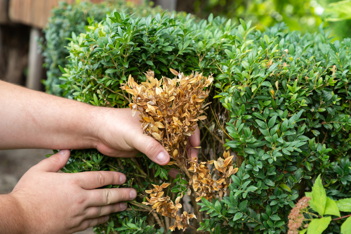 Why boxwood turns brown at the end of winter (and what actually helps)