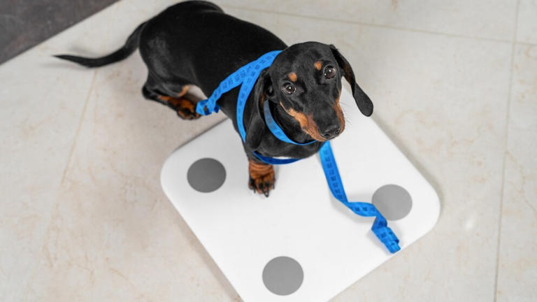 Is your dog overweight? This simple trick reveals it