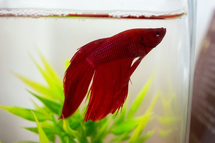 “Veterinarians, What Are The Funniest Pet Names You’ve Had Come Into Your Clinic?” (65 Stories)