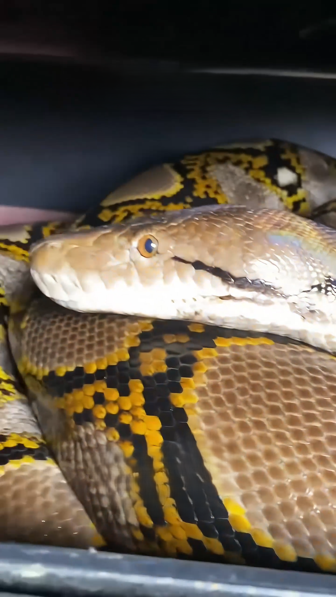 Building a gigantic snake enclosure!