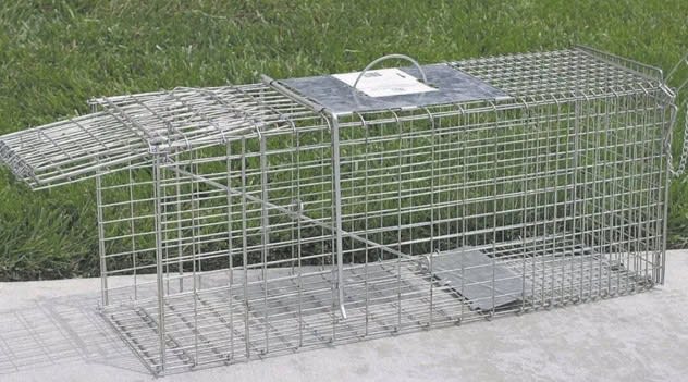 Florida overhauls trapping rules to prioritize humane standards and ...