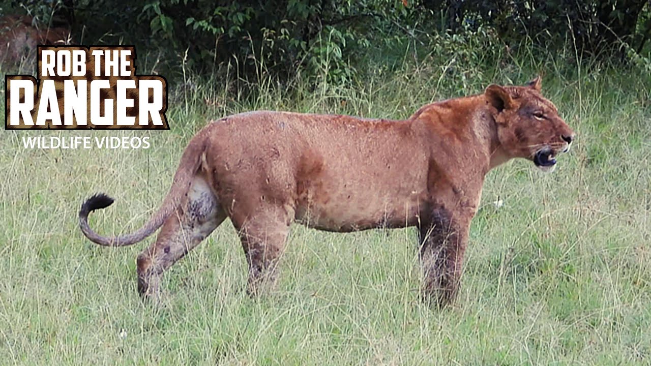 Watch hungry lionesses finish the last scraps of a warthog