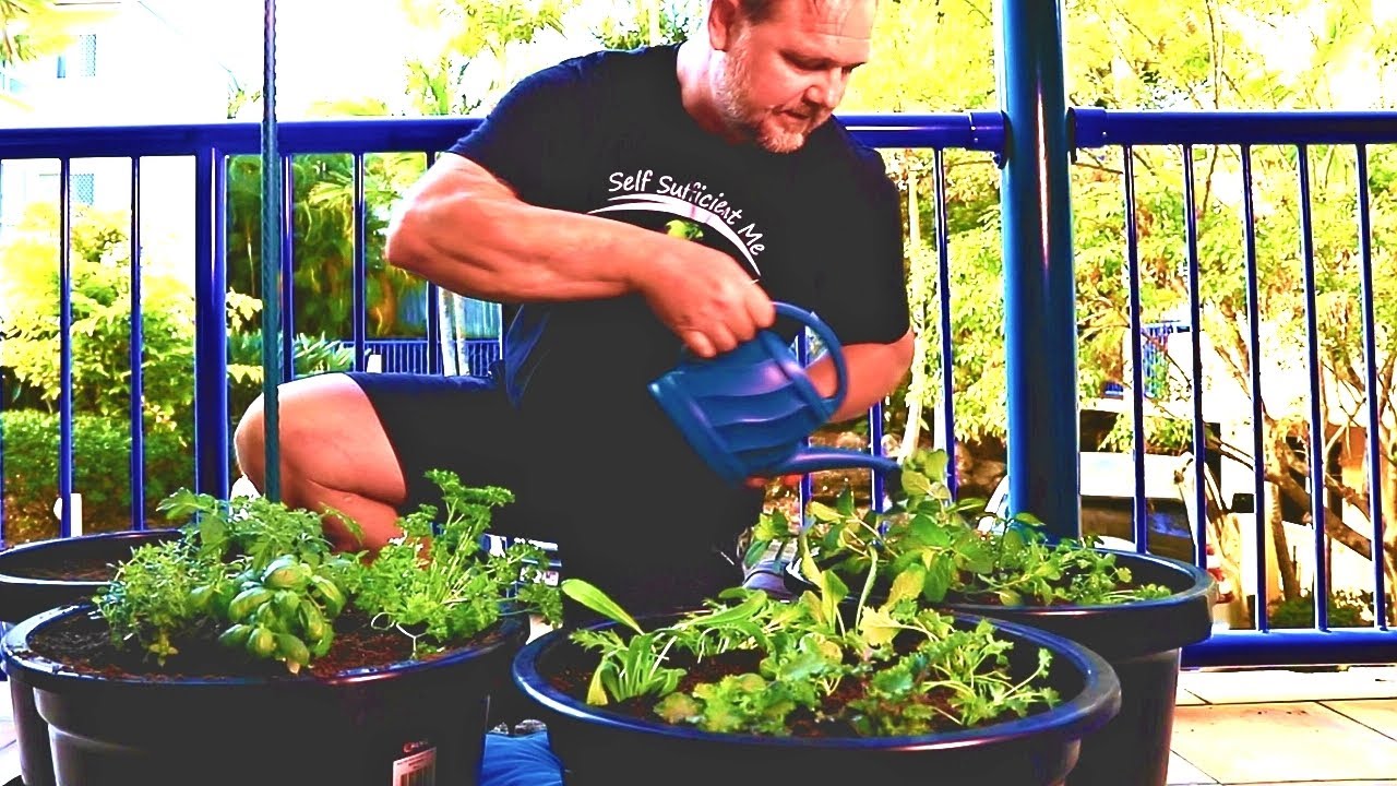How to grow organic food in containers