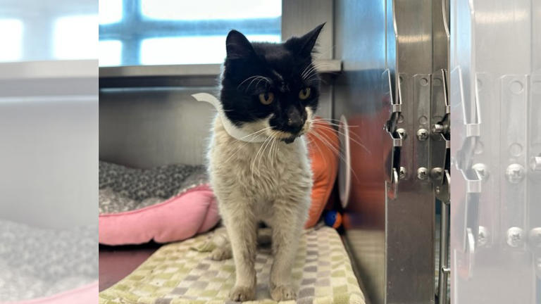 House cat missing for 4 years reunited with his family
