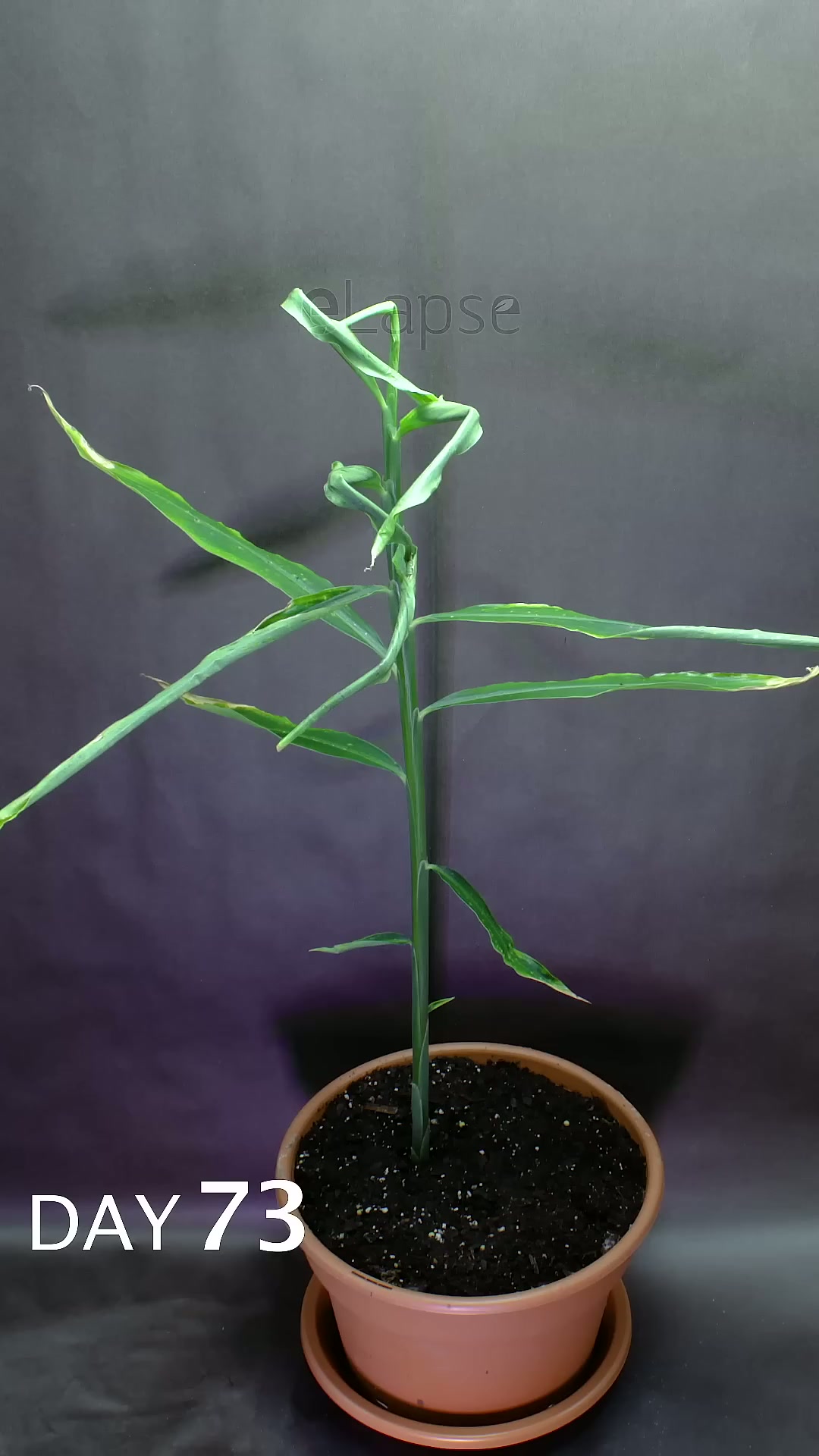 Ginger growing time lapse - 93 days in 58 seconds