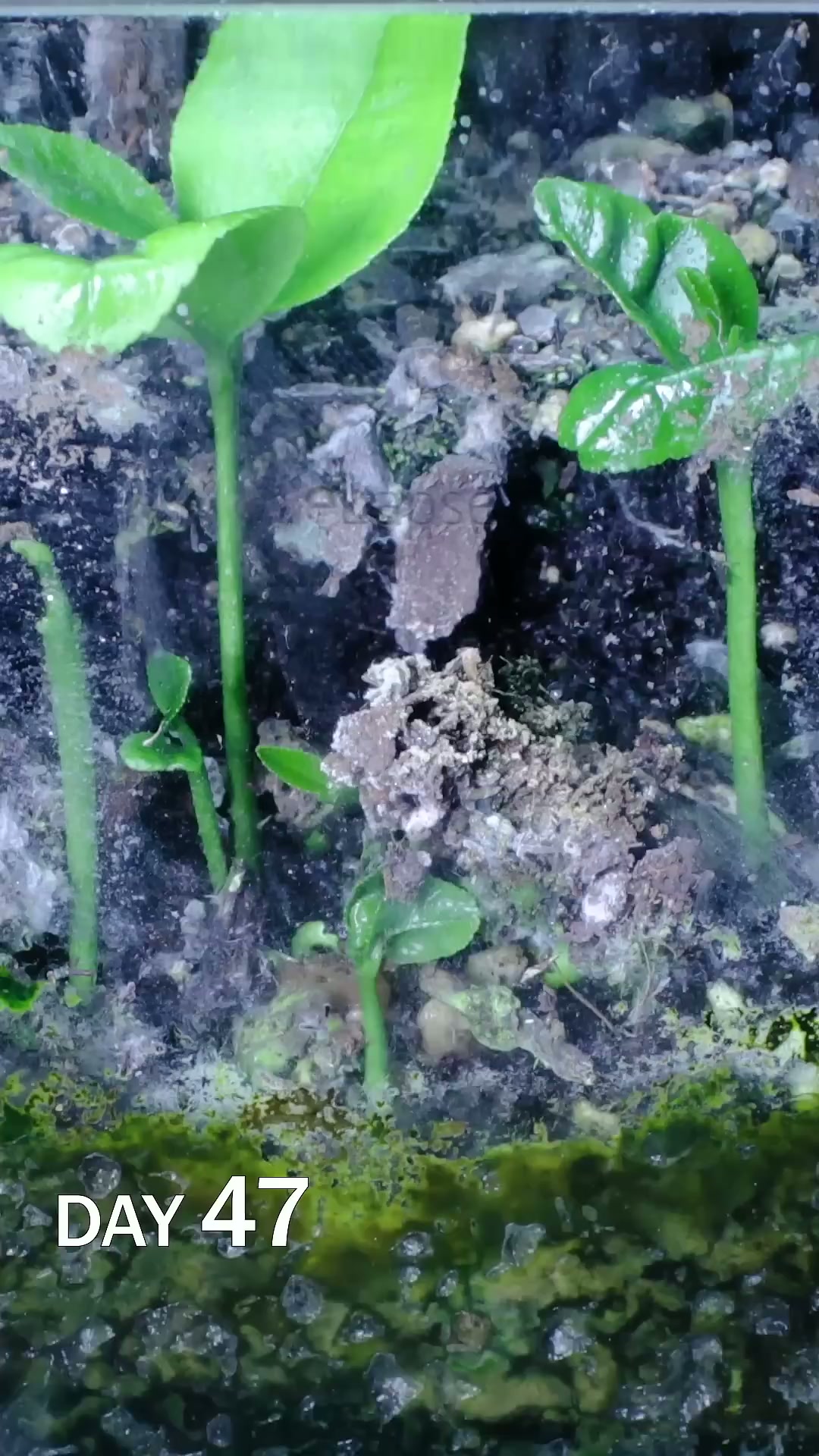 Lemon slice to seedling time lapse