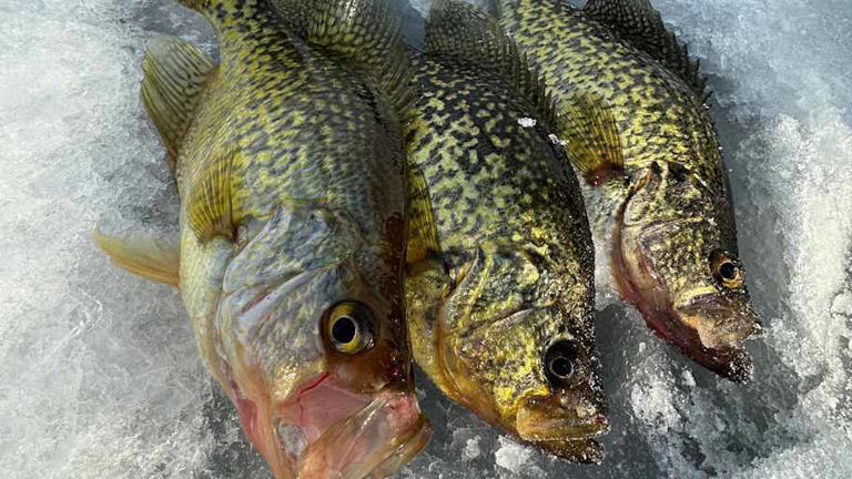 Ice fishing river backwaters for slab crappies